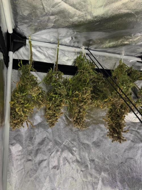 Orange Sherbet Auto!. Week 14