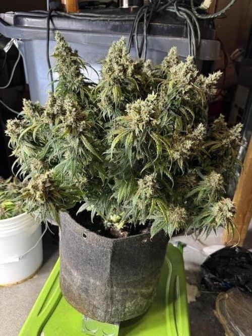 Orange Sherbet Auto!. Week 13