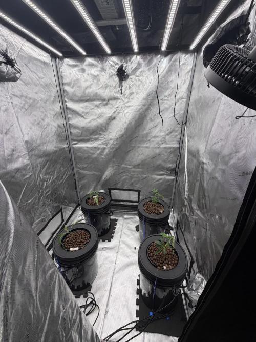 Jokerz 31, OGKB DWC. Week 1