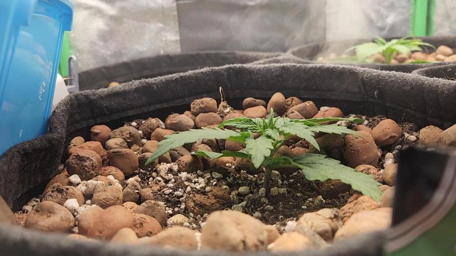BINNI 2026 2. Week 2