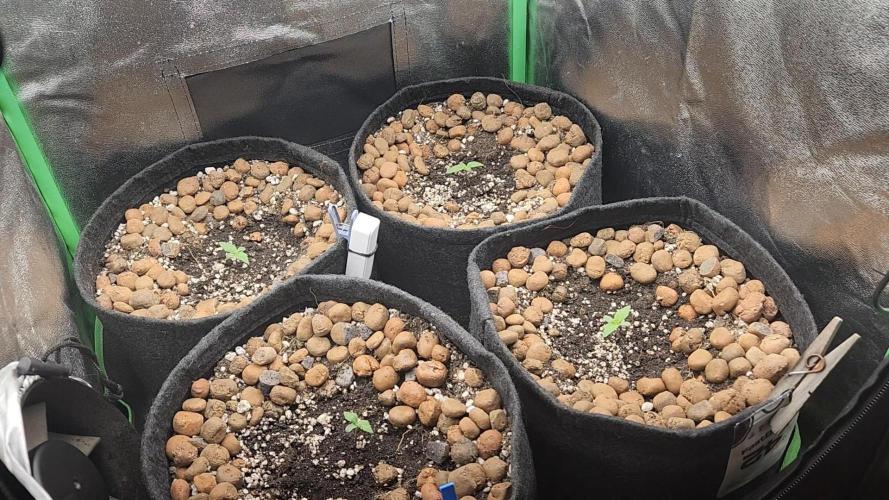 BINNI 2026 2. Week 1
