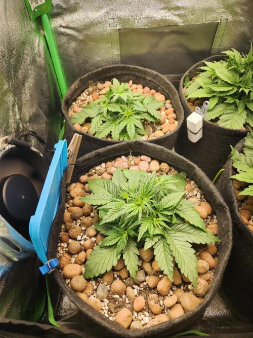 BINNI 2026 2. Week 3