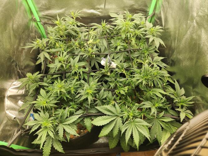 BINNI 2026 2. Week 4