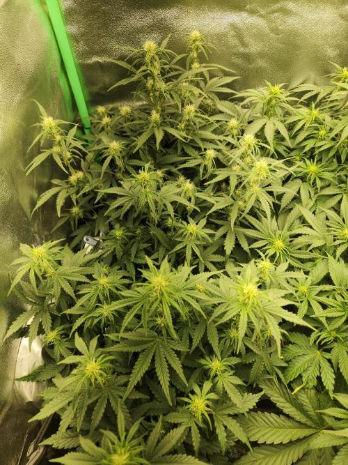 BINNI 2026 2. Week 5 - Gorilla Z