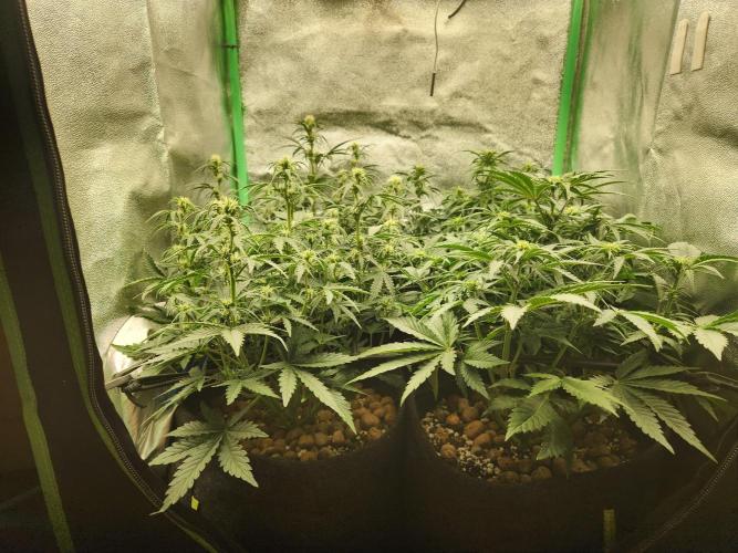 BINNI 2026 2. Week 5