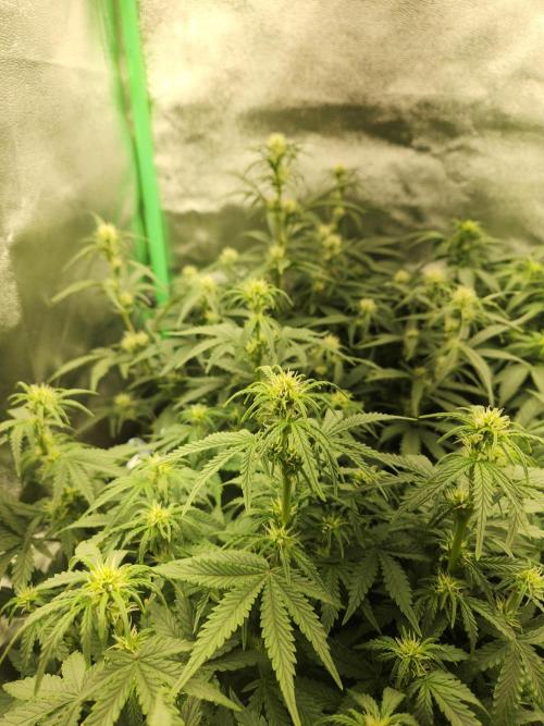 BINNI 2026 2. Week 5 - Gorilla Z