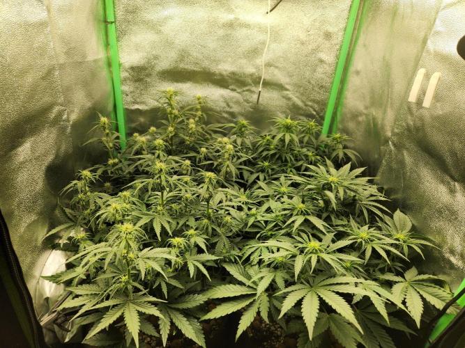 BINNI 2026 2. Week 5