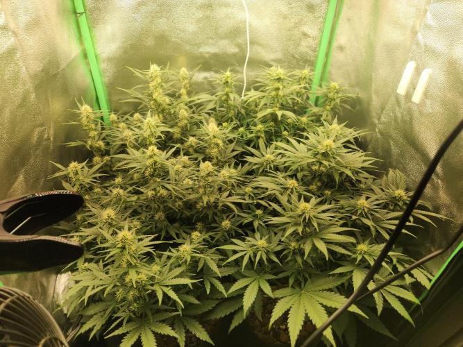 BINNI 2026 2. Week 6
