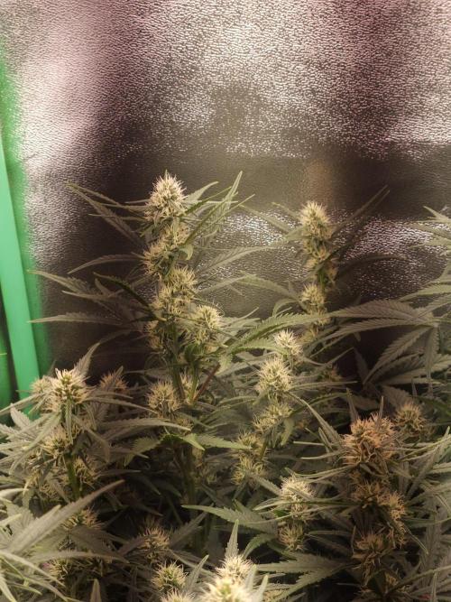 BINNI 2026 2. Week 6 - Gorilla Z