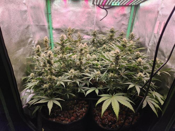 BINNI 2026 2. Week 7