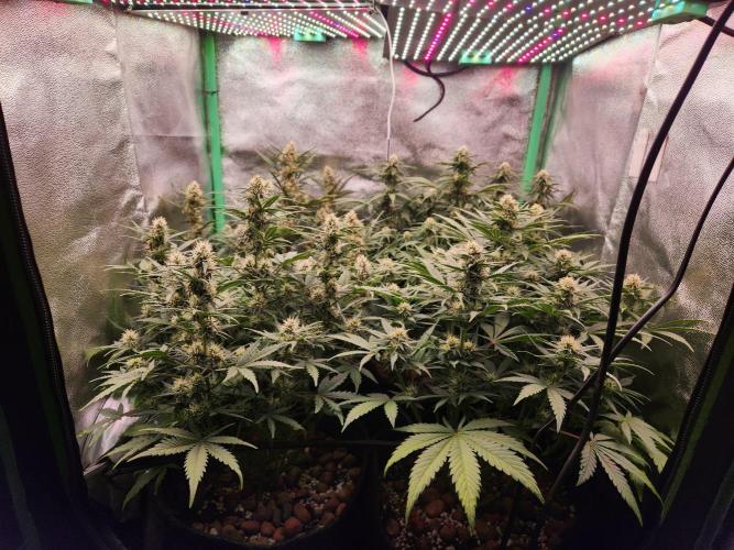 BINNI 2026 2. Week 7