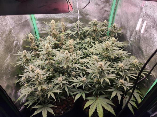 BINNI 2026 2. Week 7