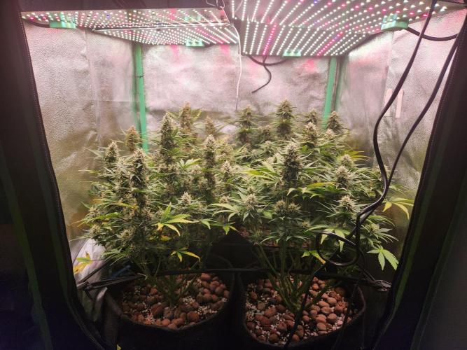 BINNI 2026 2. Week 8
