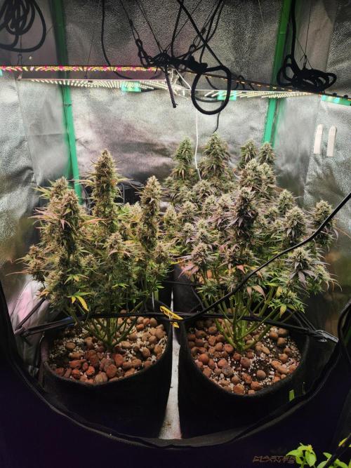 BINNI 2026 2. Week 10
