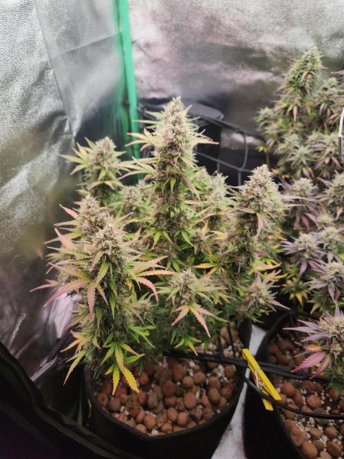 BINNI 2026 2. Week 10
