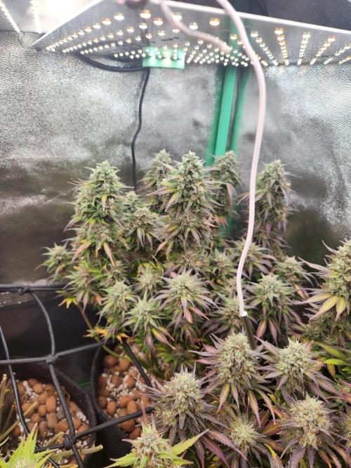BINNI 2026 2. Week 10