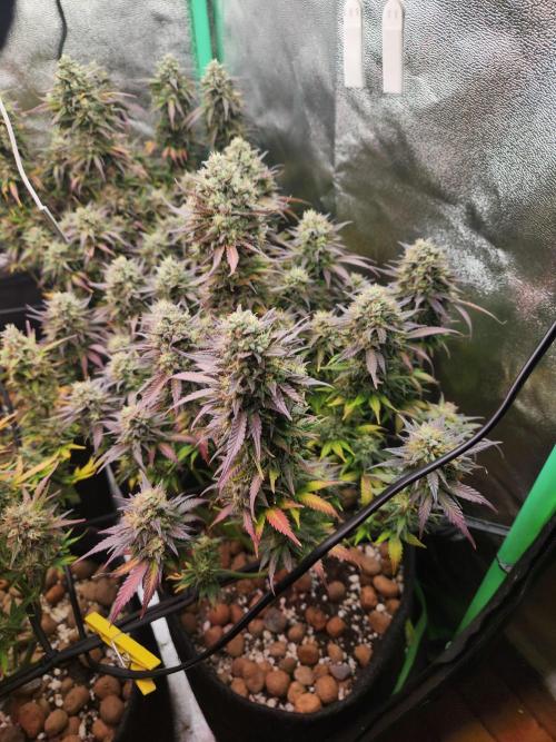 BINNI 2026 2. Week 10