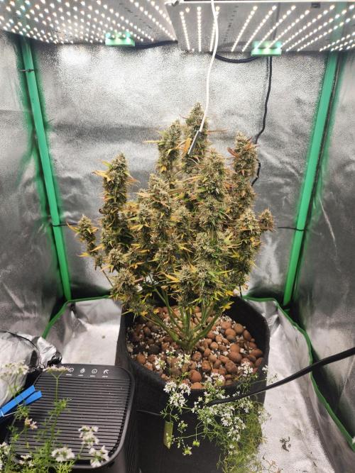 BINNI 2026 2. Week 11