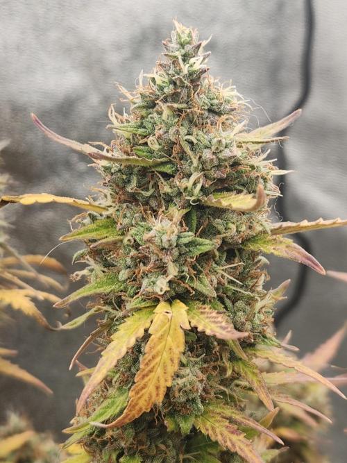 BINNI 2026 2. Week 11