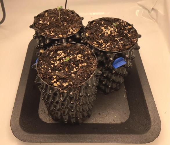 Super Lemon Haze. Week 0