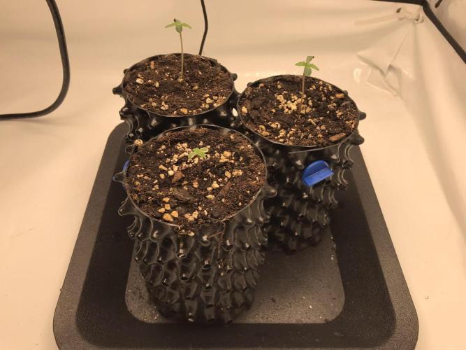 Super Lemon Haze. Week 0