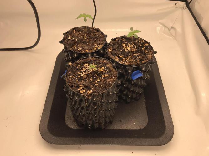 Super Lemon Haze. Week 0