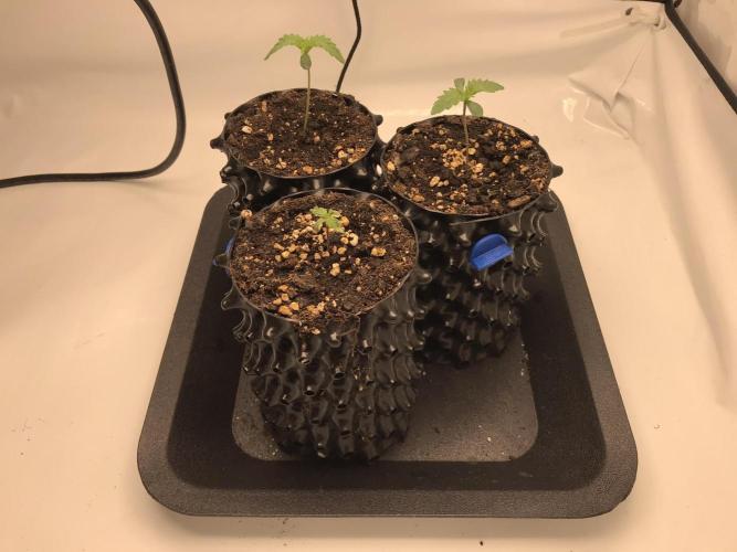 Super Lemon Haze. Week 0