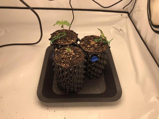Super Lemon Haze. Week 0