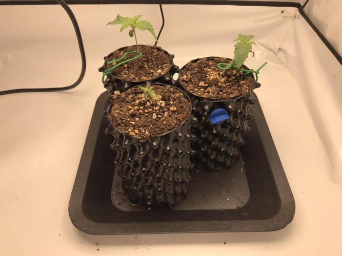 Super Lemon Haze. Week 0