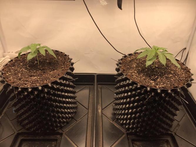 Super Lemon Haze. Week 2