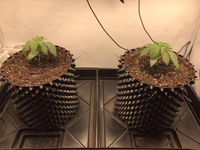 Super Lemon Haze. Week 2