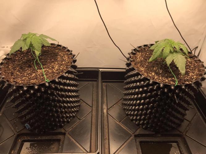 Super Lemon Haze. Week 2