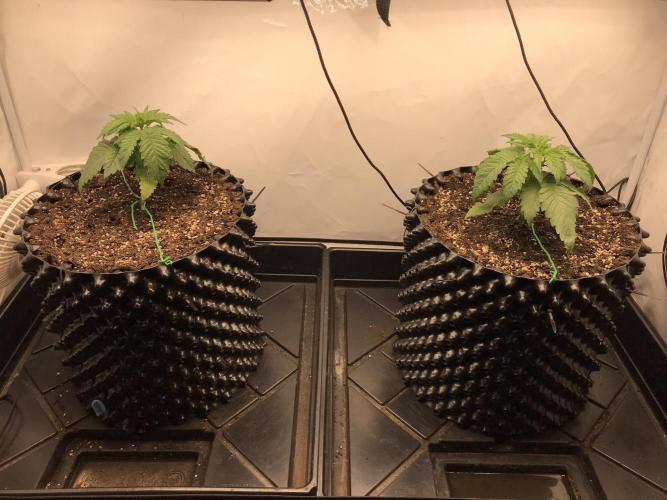 Super Lemon Haze. Week 2