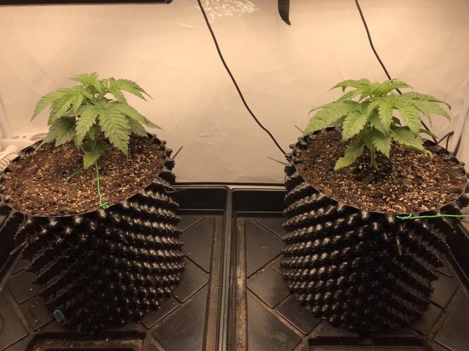 Super Lemon Haze. Week 2