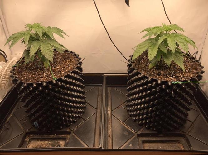Super Lemon Haze. Week 2