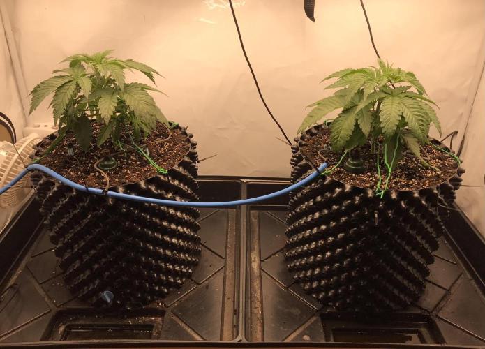 Super Lemon Haze. Week 2