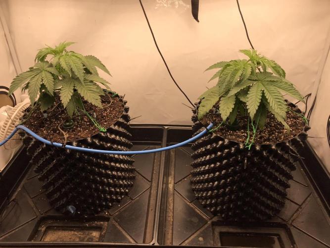 Super Lemon Haze. Week 2