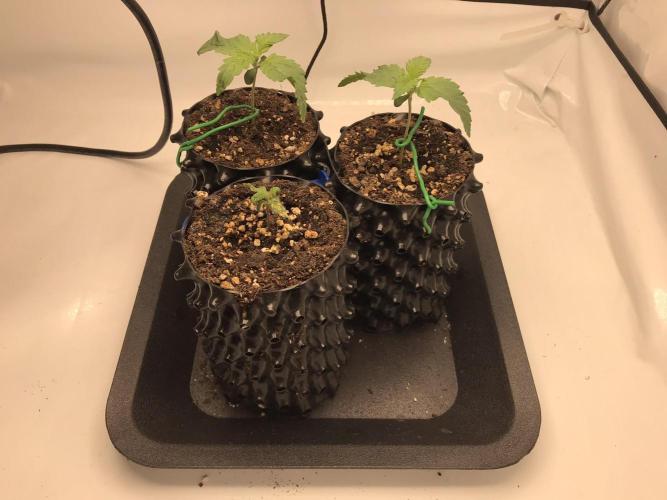 Super Lemon Haze. Week 1