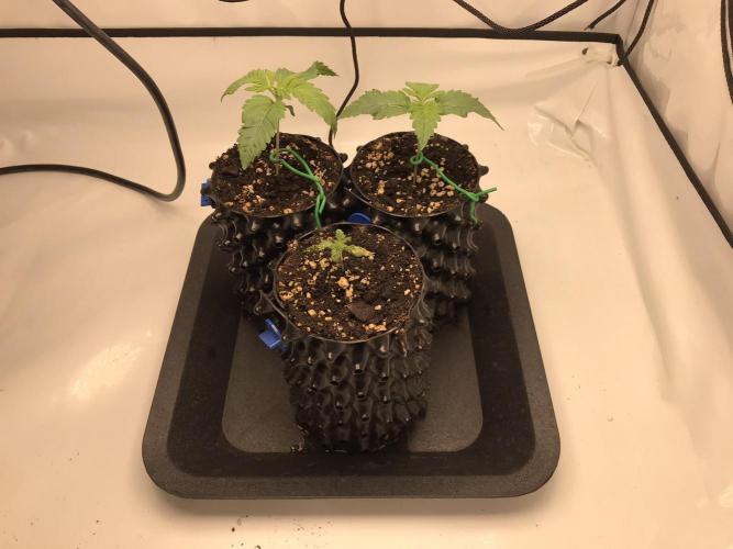 Super Lemon Haze. Week 1