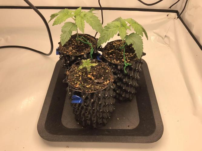 Super Lemon Haze. Week 1