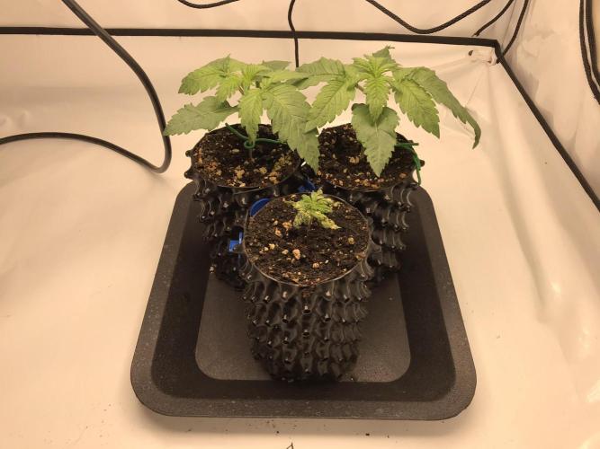 Super Lemon Haze. Week 1