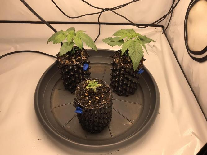 Super Lemon Haze. Week 1