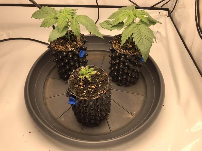 Super Lemon Haze. Week 1