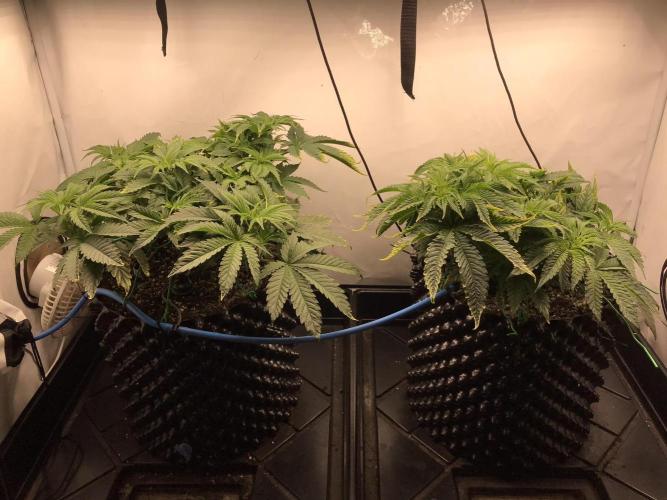 Super Lemon Haze. Week 4