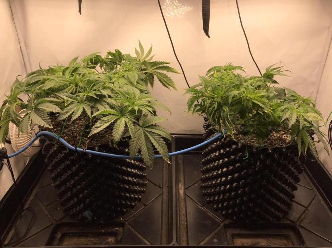 Super Lemon Haze. Week 4