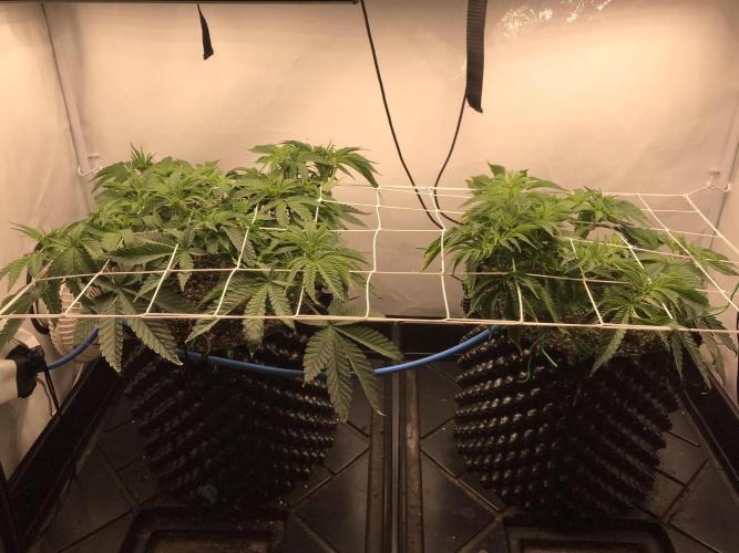 Super Lemon Haze. Week 4