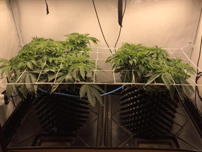Super Lemon Haze. Week 4