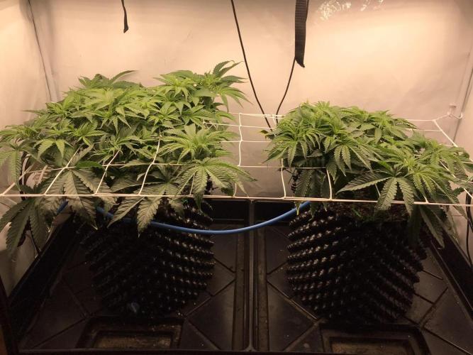 Super Lemon Haze. Week 4