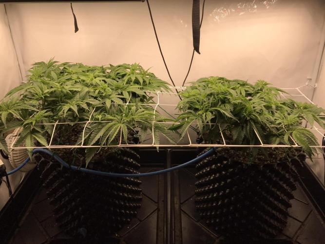 Super Lemon Haze. Week 4