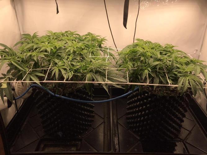 Super Lemon Haze. Week 4